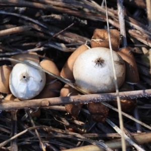 Geastrum sp. at Red Hill to Yarralumla Creek - 15 Apr 2024 11:55 AM