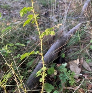 Rosa sp. at Mount Majura - 15 Apr 2024