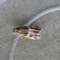 Scoparia (genus) (Unidentified Scoparia moths) at Hughes, ACT - 15 Apr 2024 by LisaH