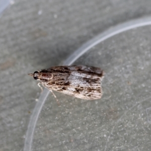 Scoparia (genus) at Hughes Grassy Woodland - 16 Apr 2024