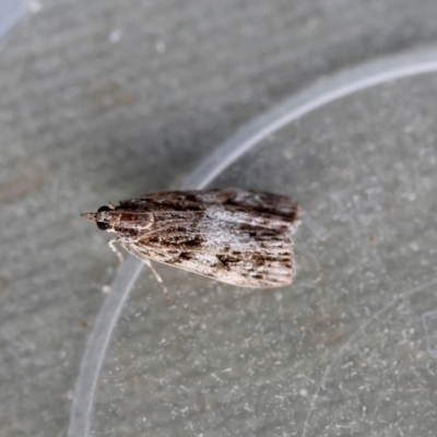 Scoparia (genus) (Unidentified Scoparia moths) at Hughes Grassy Woodland - 15 Apr 2024 by LisaH
