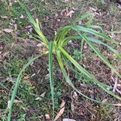 Unidentified Lily or Iris at Mount Majura - 15 Apr 2024 by waltraud