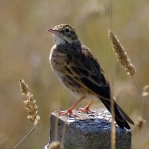 Anthus australis at Wallaroo, NSW - 15 Apr 2024 12:01 PM