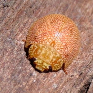 Paropsis atomaria at Macnamara, ACT - 15 Apr 2024