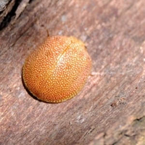 Paropsis atomaria at Macnamara, ACT - 15 Apr 2024