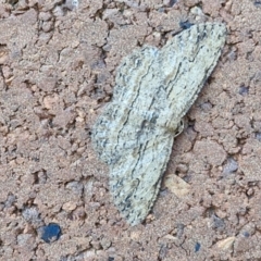 Ectropis excursaria (Common Bark Moth) at Lyneham, ACT - 15 Apr 2024 by trevorpreston