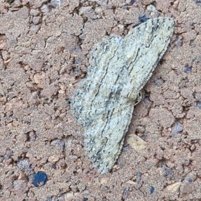 Ectropis excursaria (Common Bark Moth) at Sullivans Creek, Lyneham South - 15 Apr 2024 by trevorpreston