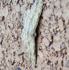 Ectropis excursaria at Sullivans Creek, Lyneham South - 16 Apr 2024