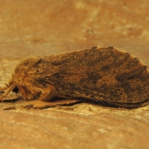 Oncopera rufobrunnea at Pollinator-friendly garden Conder - 8 Dec 2023 08:11 AM