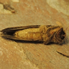 Oncopera rufobrunnea at Pollinator-friendly garden Conder - 8 Dec 2023 08:11 AM