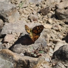 Heteronympha penelope (Shouldered Brown) at Cotter River, ACT - 28 Feb 2024 by RAllen
