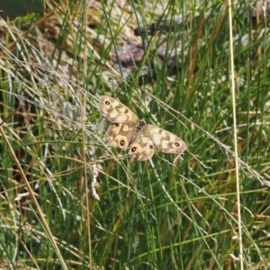 Heteronympha cordace at Namadgi National Park - 28 Feb 2024 11:48 AM