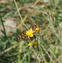 Heteronympha cordace (Bright-eyed Brown) at Namadgi National Park - 28 Feb 2024 by RAllen