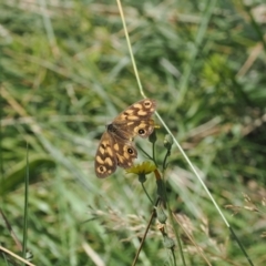 Heteronympha cordace at Namadgi National Park - 28 Feb 2024 11:56 AM