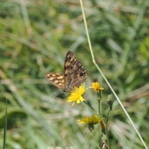 Heteronympha cordace at Namadgi National Park - 28 Feb 2024 11:56 AM