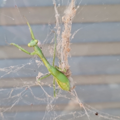 Pseudomantis albofimbriata (False garden mantis) at Isaacs, ACT - 16 Apr 2024 by Mike