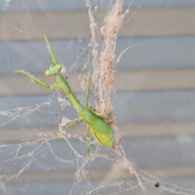 Unidentified Praying mantis (Mantodea) at Isaacs, ACT - 16 Apr 2024 by Mike