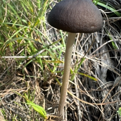 Oudemansiella gigaspora group (Rooting Shank) at Gang Gang at Yass River - 10 Apr 2024 by SueMcIntyre