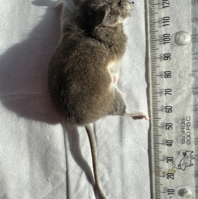 Sminthopsis murina (Common Dunnart) at Gang Gang at Yass River - 16 Apr 2024 by SueMcIntyre