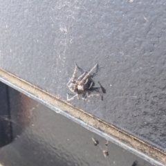Badumna (genus) at Flynn, ACT - 16 Apr 2024 10:51 AM