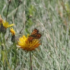 Oreixenica orichora (Spotted Alpine Xenica) at Cotter River, ACT - 28 Feb 2024 by RAllen