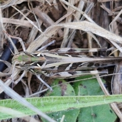 Oedaleus australis (Australian Oedaleus) at Budjan Galindji (Franklin Grassland) Reserve - 16 Apr 2024 by trevorpreston