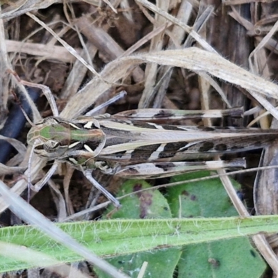 Oedaleus australis (Australian Oedaleus) at Harrison, ACT - 16 Apr 2024 by trevorpreston