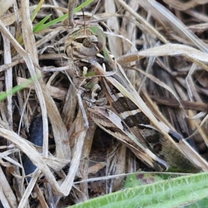 Oedaleus australis at Budjan Galindji (Franklin Grassland) Reserve - 16 Apr 2024