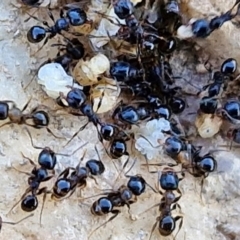 Monomorium sp. (genus) (A Monomorium ant) at Budjan Galindji (Franklin Grassland) Reserve - 16 Apr 2024 by trevorpreston