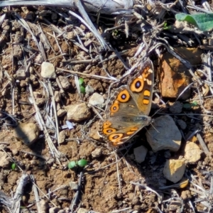 Junonia villida at Budjan Galindji (Franklin Grassland) Reserve - 16 Apr 2024