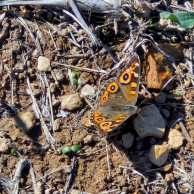 Junonia villida (Meadow Argus) at Harrison, ACT - 16 Apr 2024 by trevorpreston