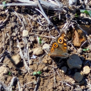 Junonia villida at Budjan Galindji (Franklin Grassland) Reserve - 16 Apr 2024 11:12 AM