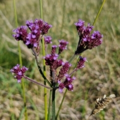 Verbena incompta (Purpletop) at Budjan Galindji (Franklin Grassland) Reserve - 16 Apr 2024 by trevorpreston
