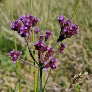 Verbena incompta at Budjan Galindji (Franklin Grassland) Reserve - 16 Apr 2024 11:10 AM