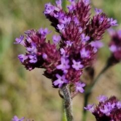 Verbena incompta at Budjan Galindji (Franklin Grassland) Reserve - 16 Apr 2024 11:10 AM