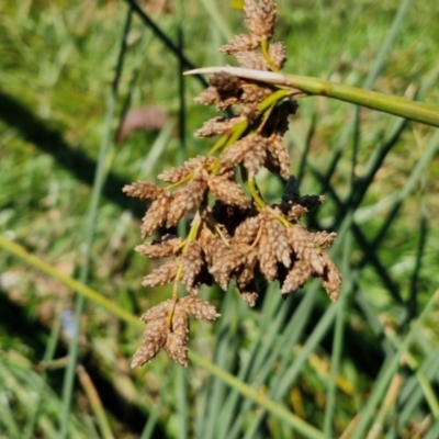 Schoenoplectus validus (River Club-rush) at Harrison, ACT - 16 Apr 2024 by trevorpreston