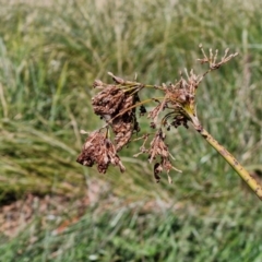 Schoenoplectus tabernaemontani at Budjan Galindji (Franklin Grassland) Reserve - 16 Apr 2024 11:10 AM