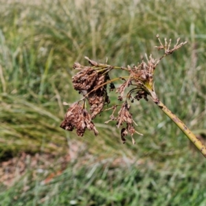 Schoenoplectus validus at Budjan Galindji (Franklin Grassland) Reserve - 16 Apr 2024