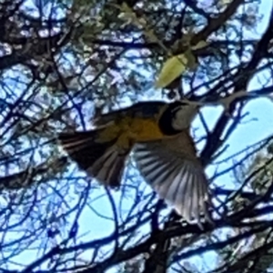 Pachycephala pectoralis at QPRC LGA - 16 Apr 2024 11:29 AM