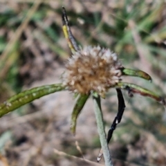 Euchiton sphaericus (star cudweed) at Franklin Grassland (FRA_5) - 16 Apr 2024 by trevorpreston