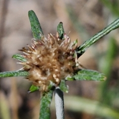 Euchiton sphaericus at Franklin Grassland (FRA_5) - 16 Apr 2024