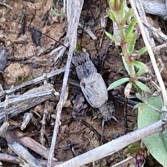 Bobilla sp. (genus) (A Small field cricket) at Harrison, ACT - 16 Apr 2024 by trevorpreston