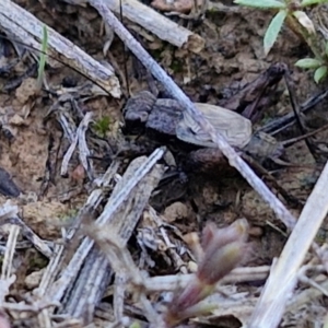 Bobilla sp. (genus) at Franklin Grassland (FRA_5) - 16 Apr 2024 10:57 AM