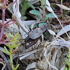 Bobilla sp. (genus) at Franklin Grassland (FRA_5) - 16 Apr 2024 10:57 AM