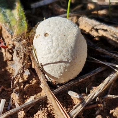 Calvatia sp. (a puffball ) at Budjan Galindji (Franklin Grassland) Reserve - 16 Apr 2024 by trevorpreston