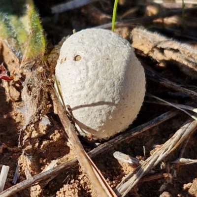 Calvatia sp. (a puffball ) at Franklin Grassland (FRA_5) - 16 Apr 2024 by trevorpreston