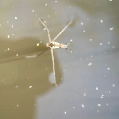 Gerridae (family) (Unidentified water strider) at QPRC LGA - 16 Apr 2024 by Hejor1
