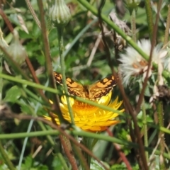 Oreixenica lathoniella (Silver Xenica) at Namadgi National Park - 28 Feb 2024 by RAllen