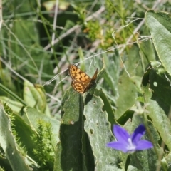 Oreixenica orichora (Spotted Alpine Xenica) at Cotter River, ACT - 28 Feb 2024 by RAllen