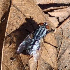 Sarcophagidae sp. (family) (Unidentified flesh fly) at Sullivans Creek, Lyneham South - 16 Apr 2024 by trevorpreston